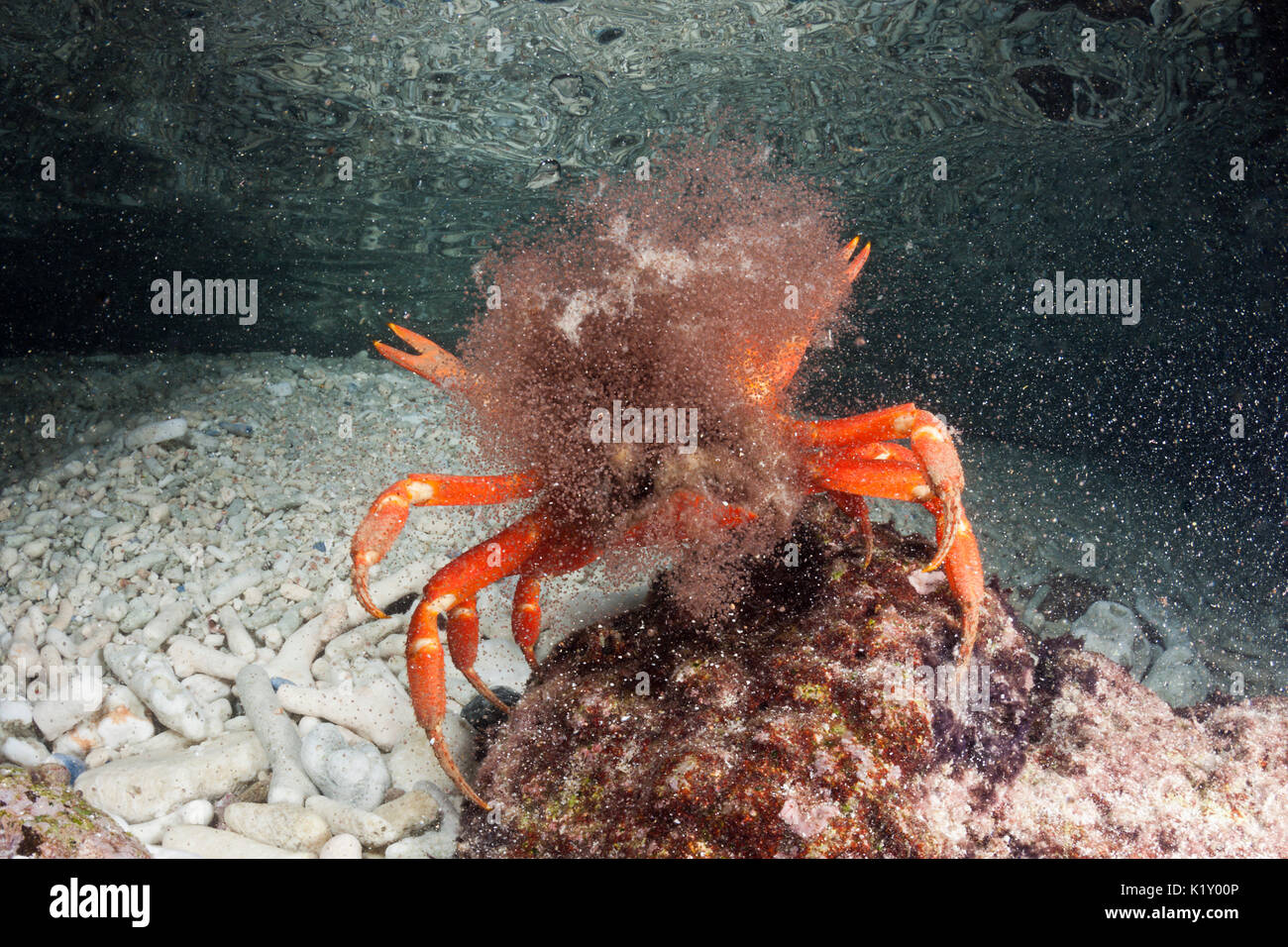 Christmas Island Red Crab Release Eggs Into Ocean Gecarcoidea Stock