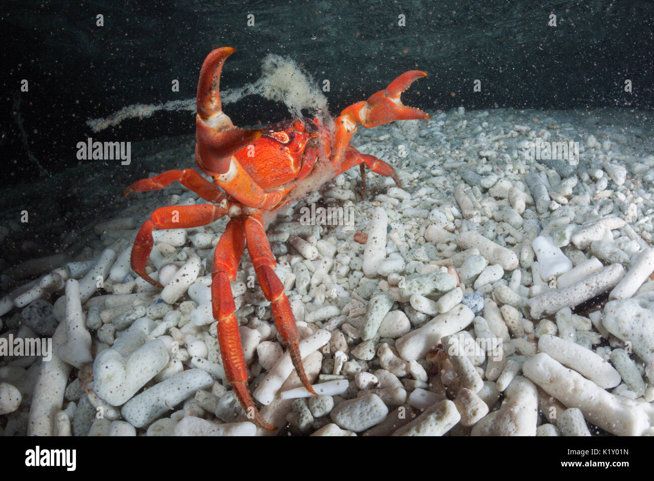 Christmas Island Red Crab Release Eggs Into Ocean Gecarcoidea Stock