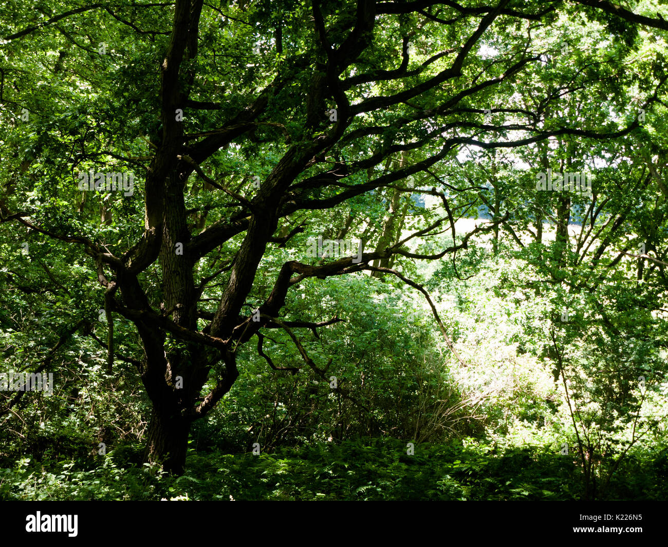 tree canopy leaves bark texture above in forest with light; England