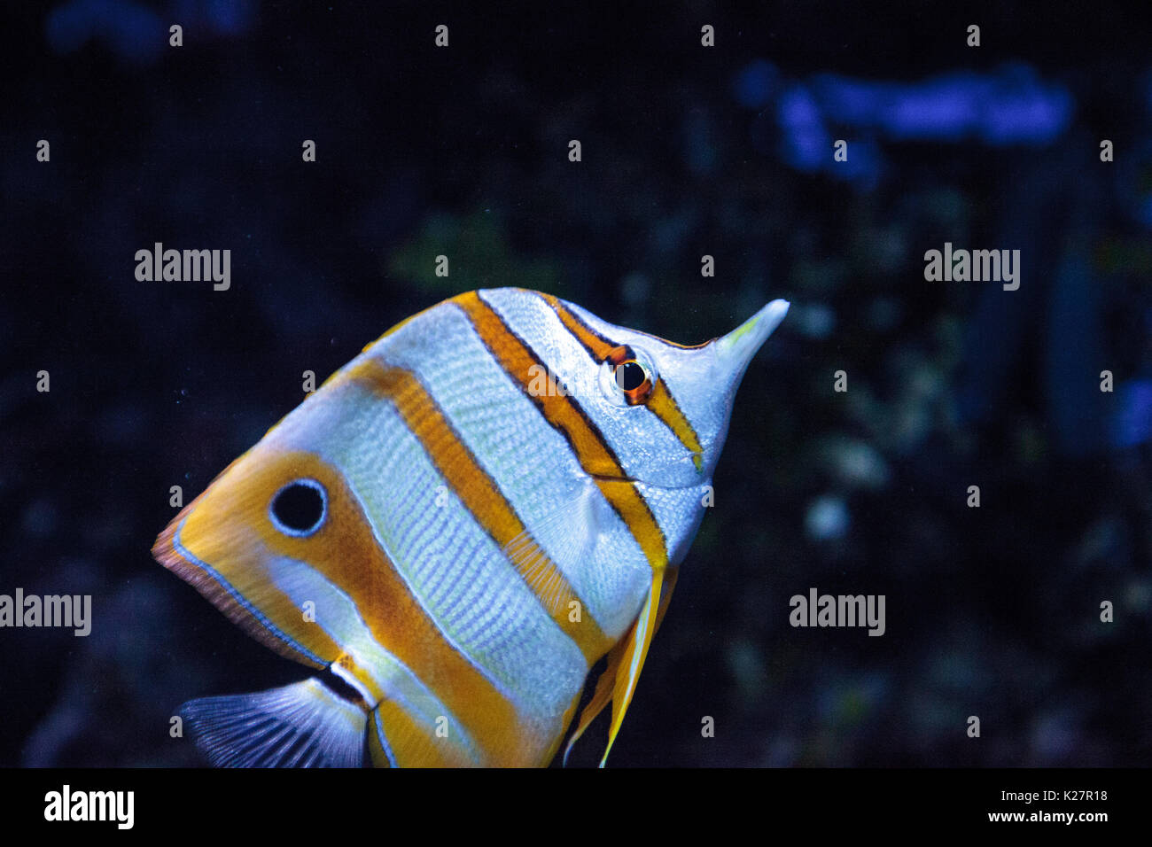 Copper Banded Butterflyfish Chelmon Rostratus Picks At The Corals On