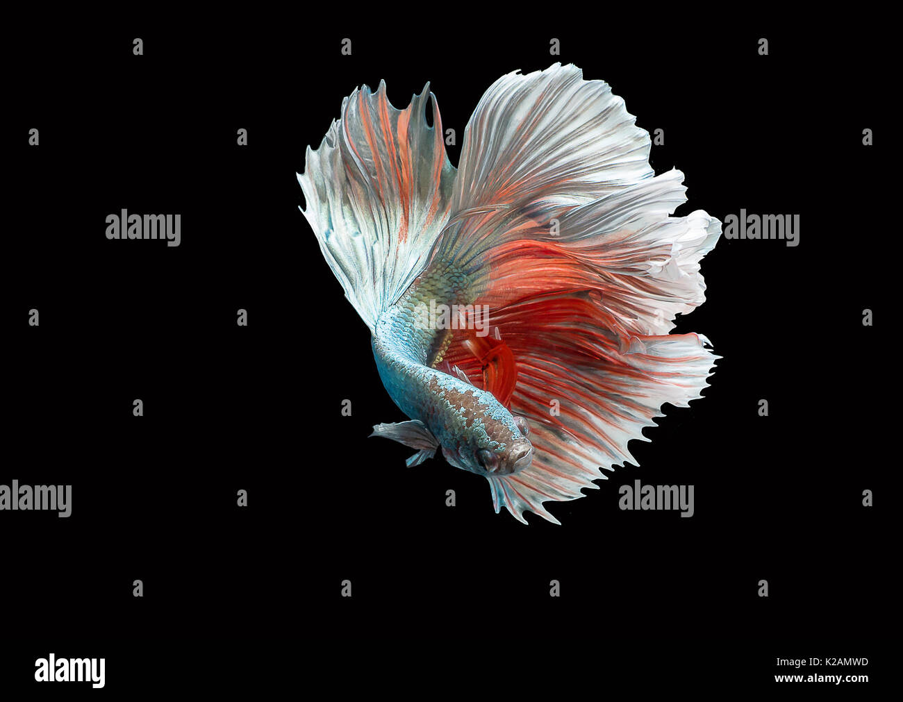 Betta Fish Siamese Fighting Fish Hi Res Stock Photography And Images