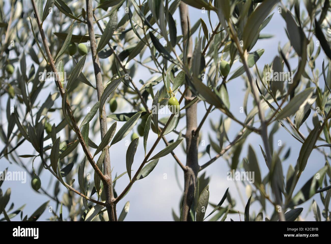 olive garden greentree olive garden green sky stock photos olive garden green sky stock images alamy olive garden greentree olive garden green sky stock photos olive garden green sky stock images alamy