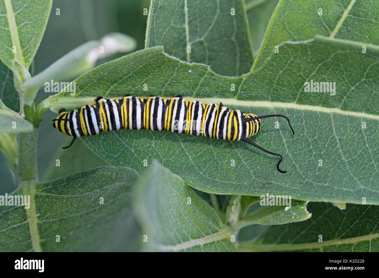 Monarch Caterpillar On Common Milkweed Stock Photo Alamy