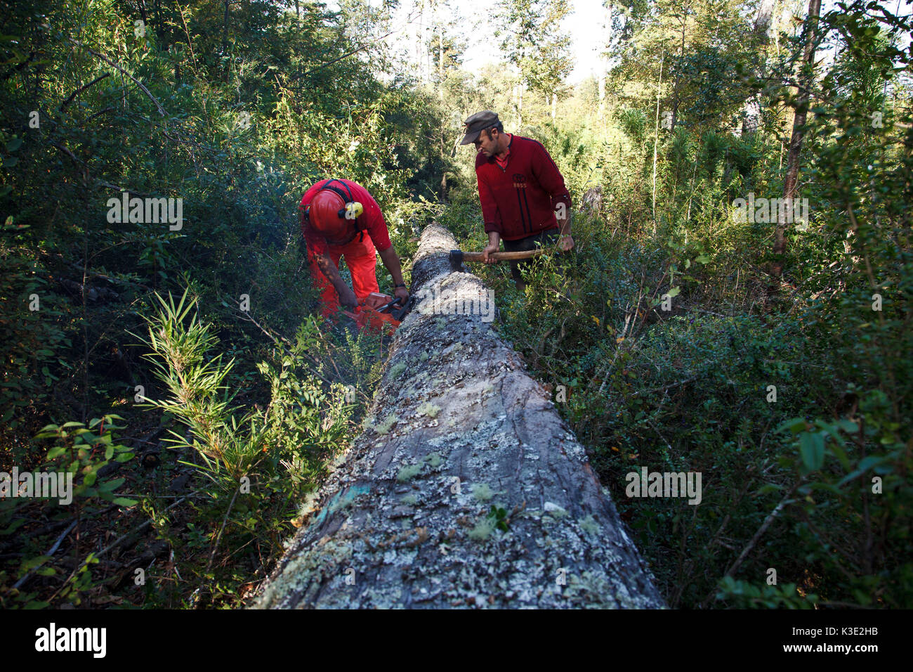 Forest trade