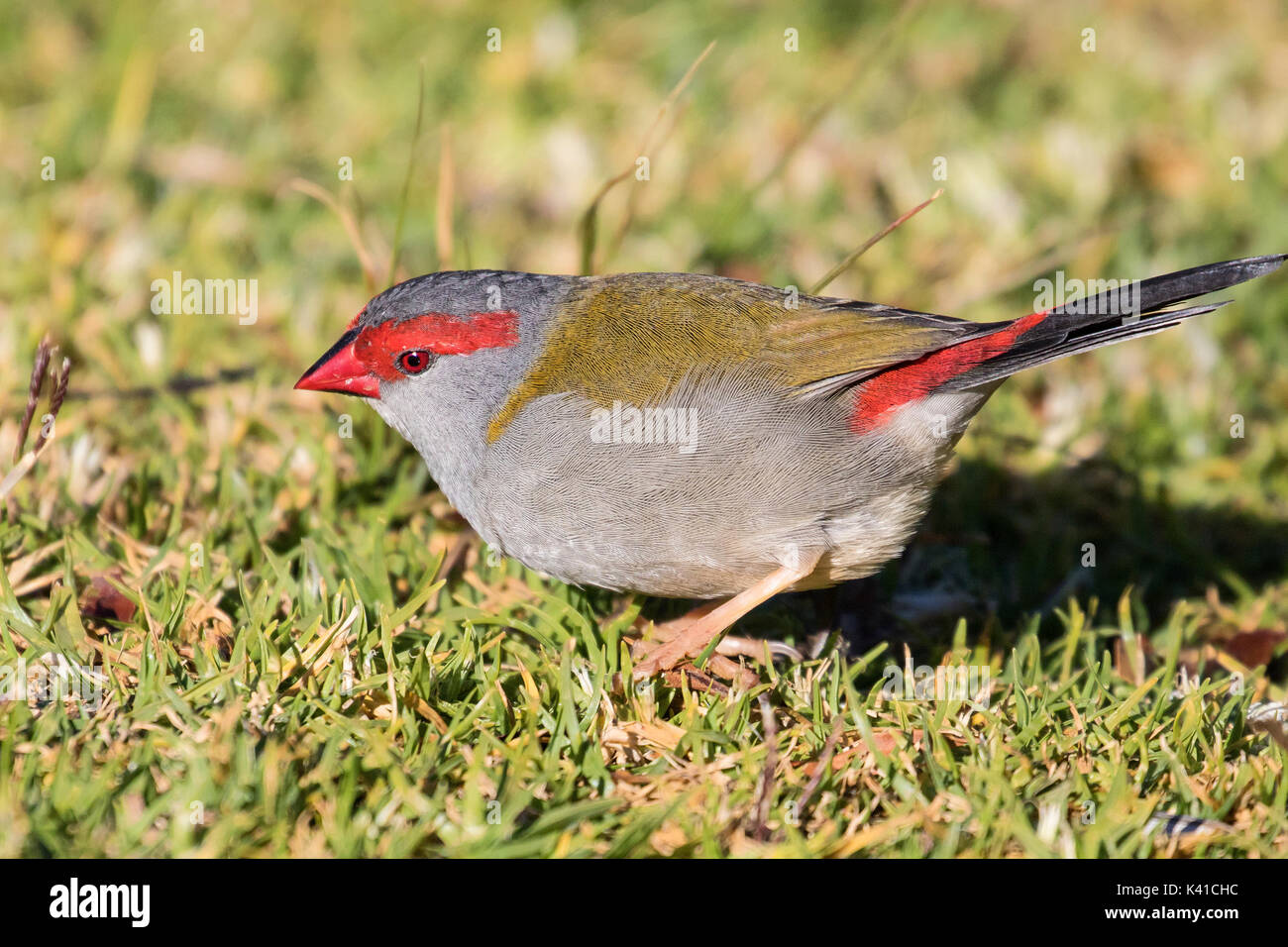 Australian Finch Hi Res Stock Photography And Images Alamy