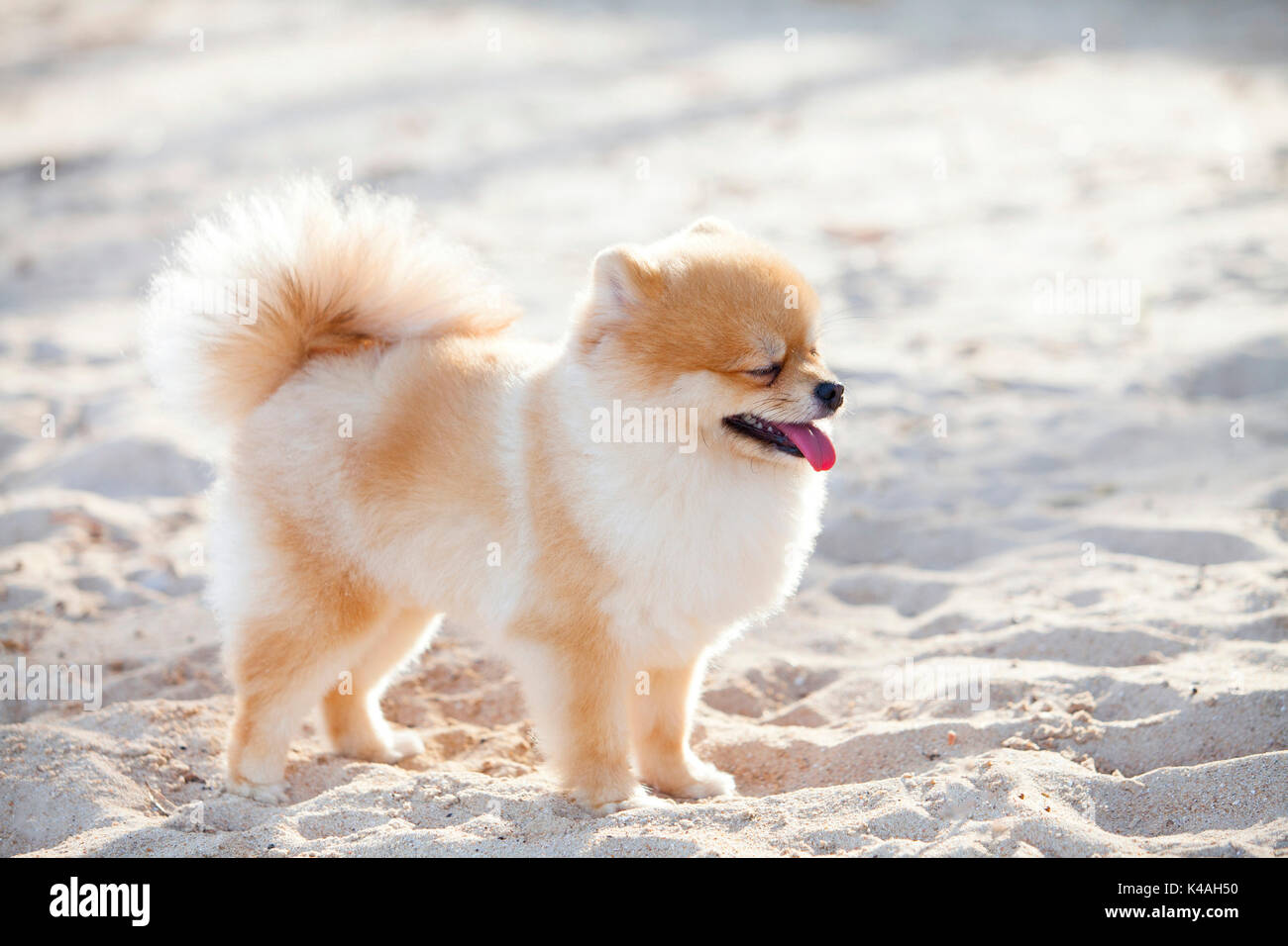 pomeranian colors white white pomeranian standing on stock photos white pomeranian standing on stock pomeranian colors white white pomeranian standing on stock photos white pomeranian standing on stock
