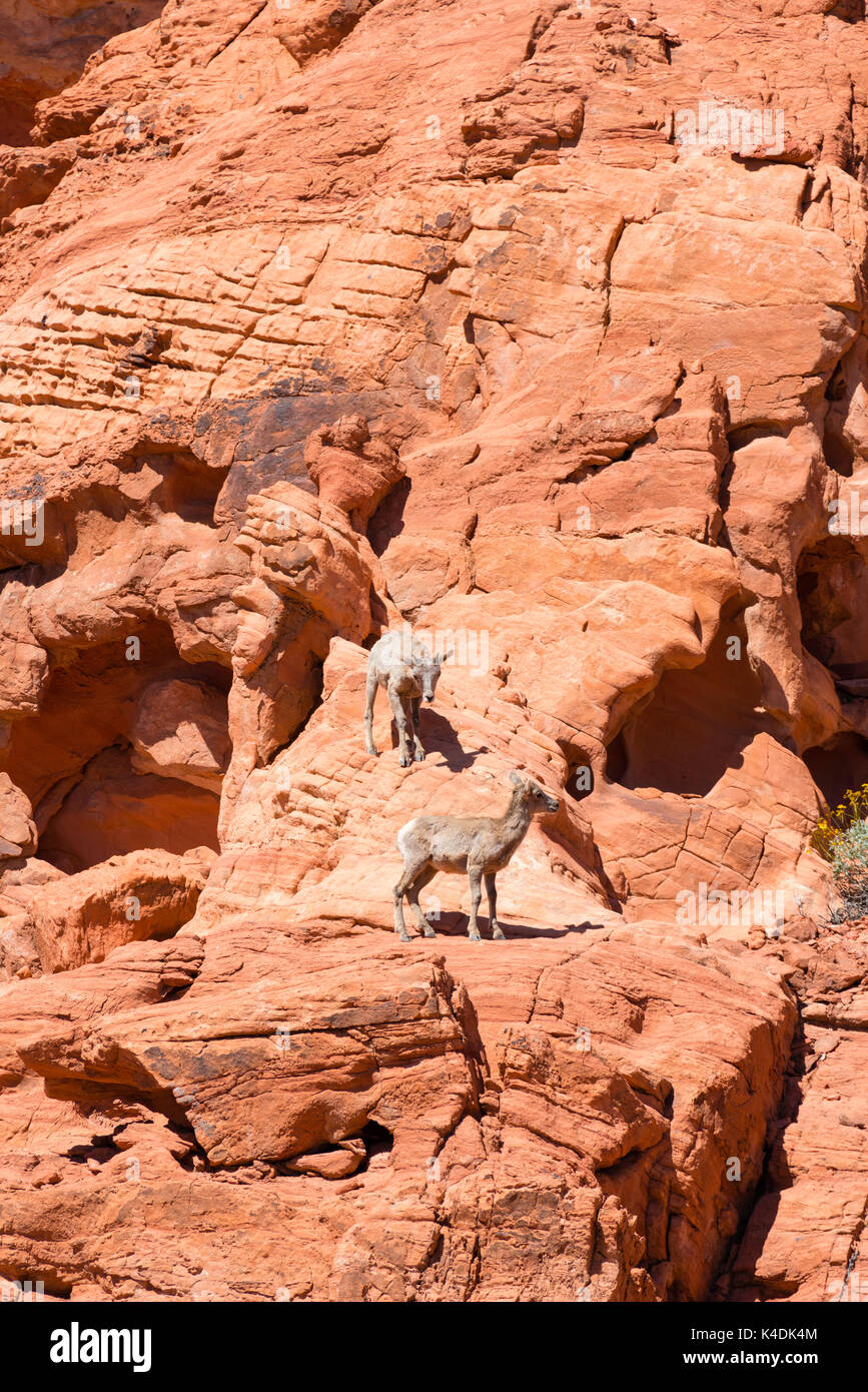 Red rocks hotel Perfectly Located Conveniently located on 70 acres of land at the gateway to Red Rock Canyon and just 10 miles west of the Las Vegas Strip, Red Rock Casino Resort & Spa is just a minute drive from McCarran International Airport.
