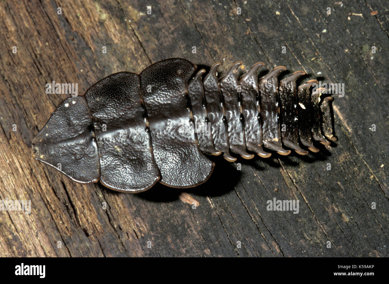 Mature from larva to adult during Corbin fisher 738 jack off