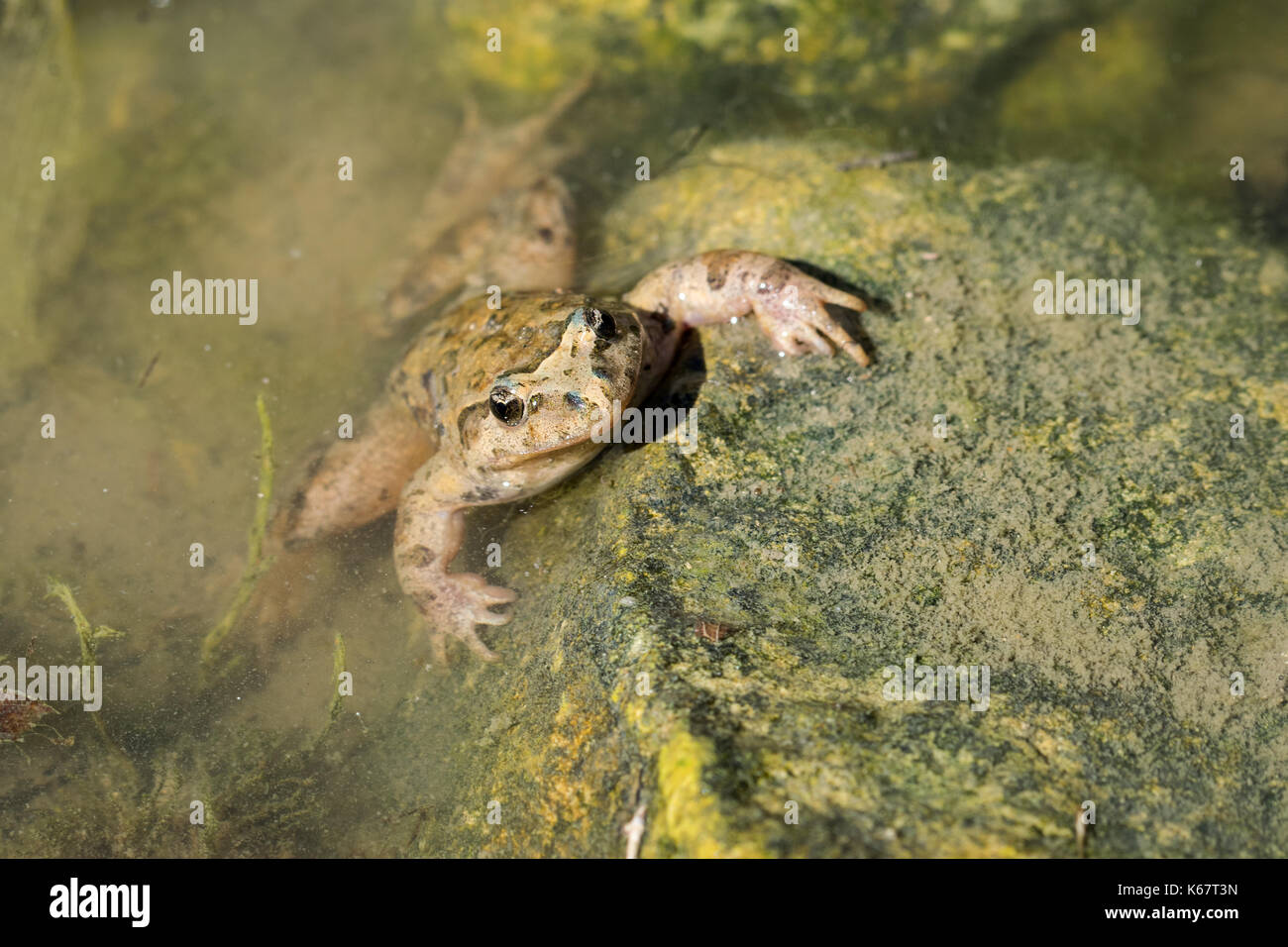 A Mediterranean Painted Frog Discoglossus Pictus In A Water Pond In A