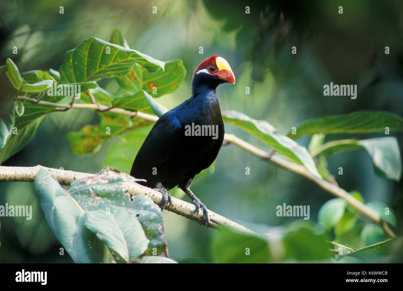 Violet Turaco Musophaga Violacea In Forest Colourful Blue With Red