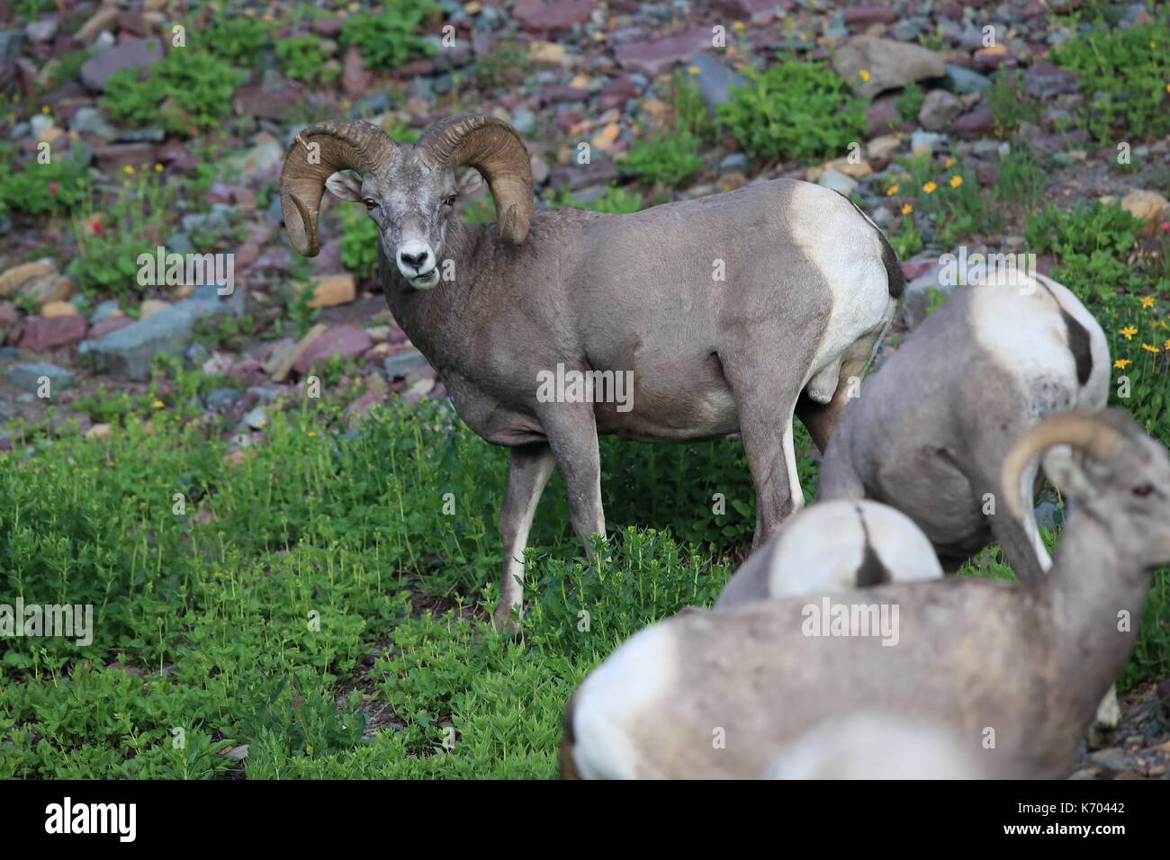 Bighorn Sheep Glacier National Park Montana Usa Stock Photo Alamy