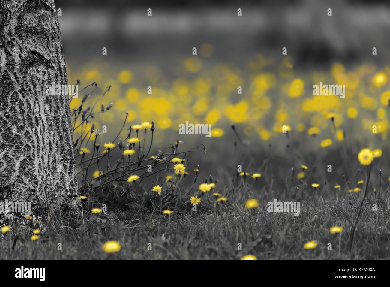Field of dandelions in black and white with the yellow flower heads color splash