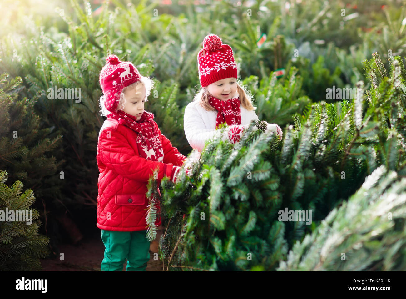 family selecting christmas tree kids choosing freshly cut family selecting christmas tree kids choosing freshly cut