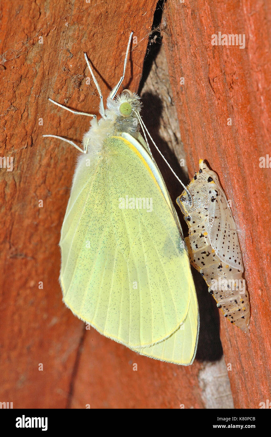 Cabbage Butterfly Chrysalis Stock Photos & Cabbage Butterfly Chrysalis