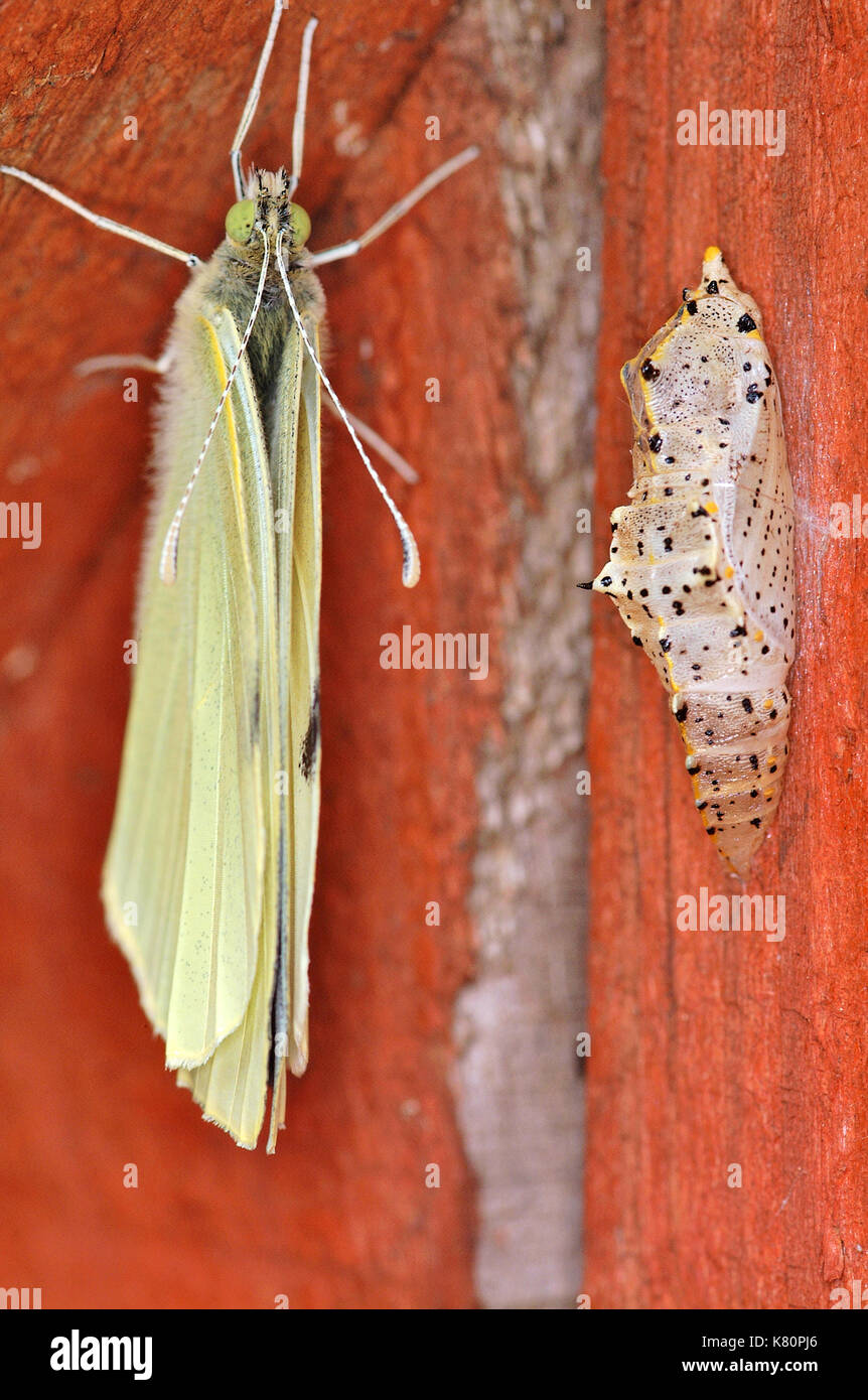 Cabbage Butterfly Chrysalis Stock Photos & Cabbage Butterfly Chrysalis