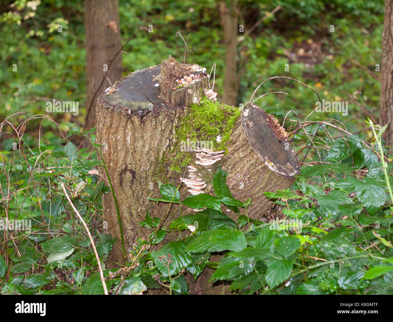 Close Up Of Mushrooms Growing On Tree Stump Stock Photo Alamy