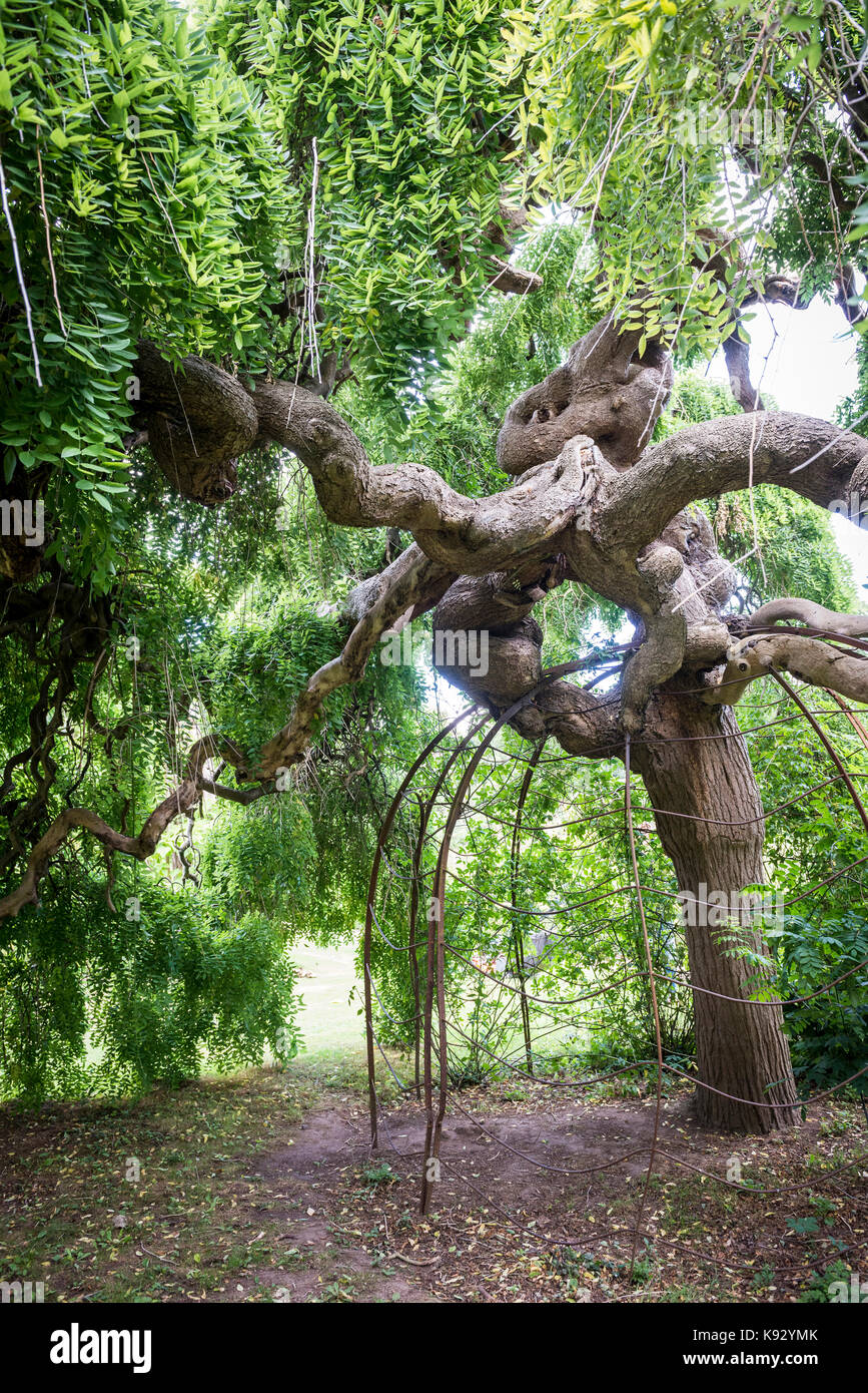 maple tree near house japanese maple tree house stock photos japanese maple tree house stock images alamy maple tree near house japanese maple tree house stock photos japanese maple tree house stock images alamy