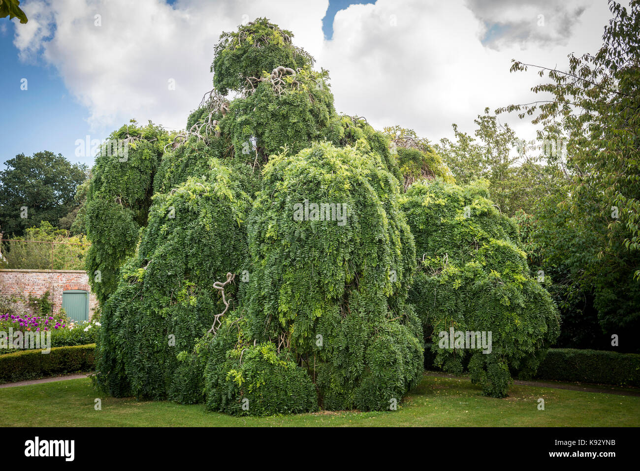 maple tree near house japanese maple tree house stock photos japanese maple tree house stock images alamy maple tree near house japanese maple tree house stock photos japanese maple tree house stock images alamy