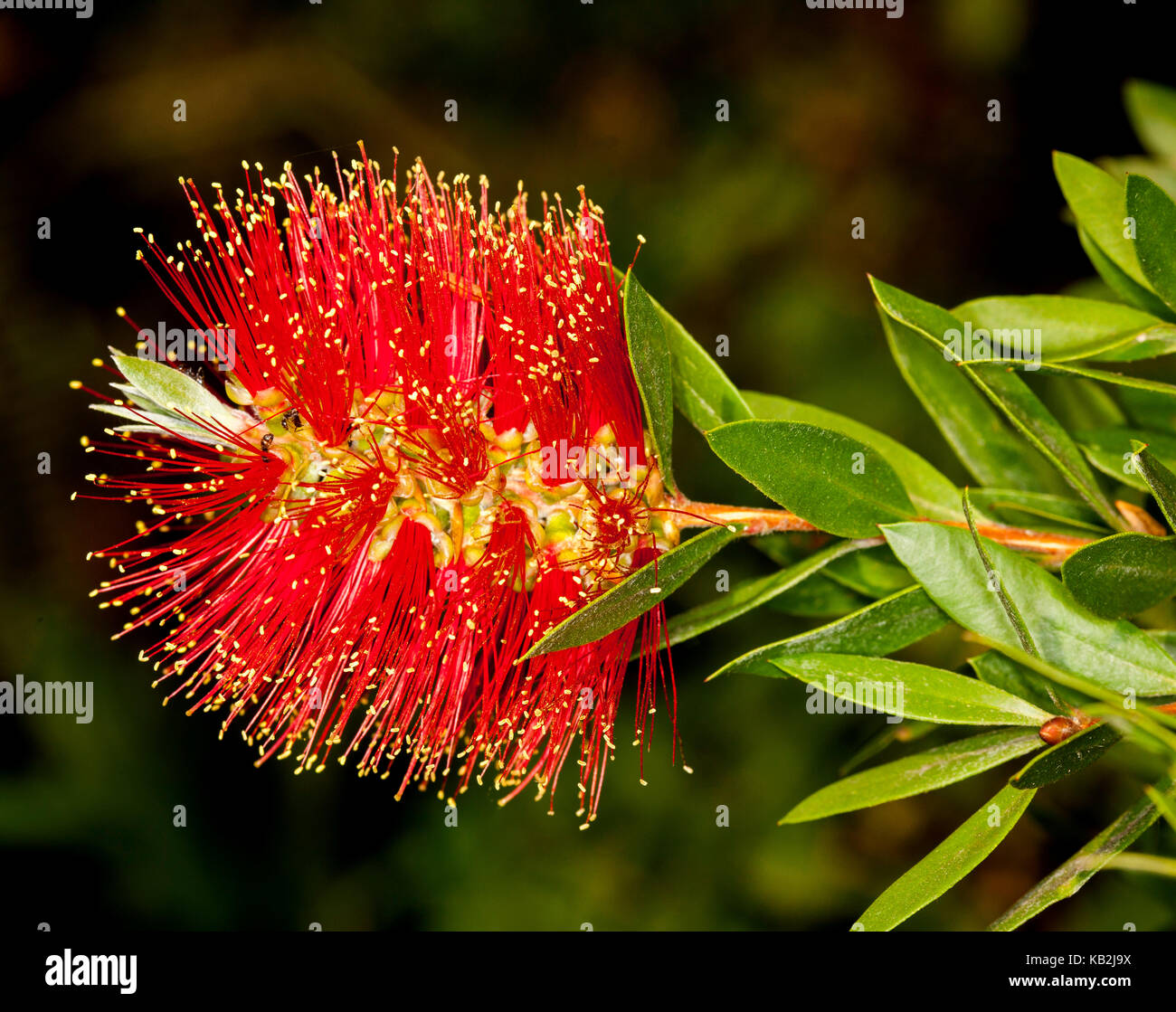 Vivid Red Flower And Bright Green Leaves Of Callistemon Australian