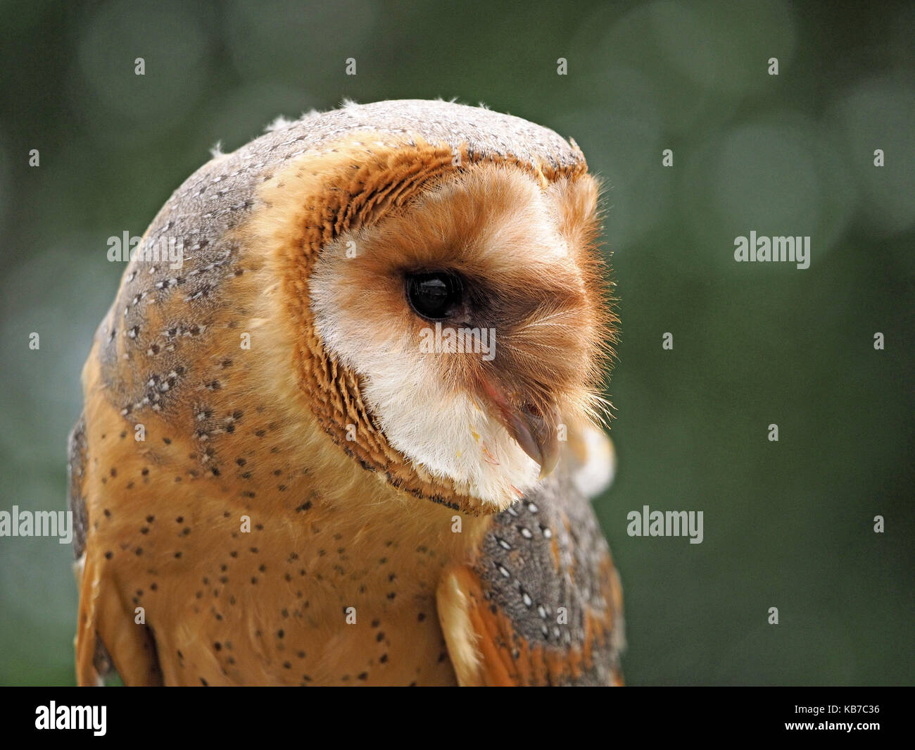 Captive Dark Phase Barn Owl Tyto Alba At A Falconry Centre In
