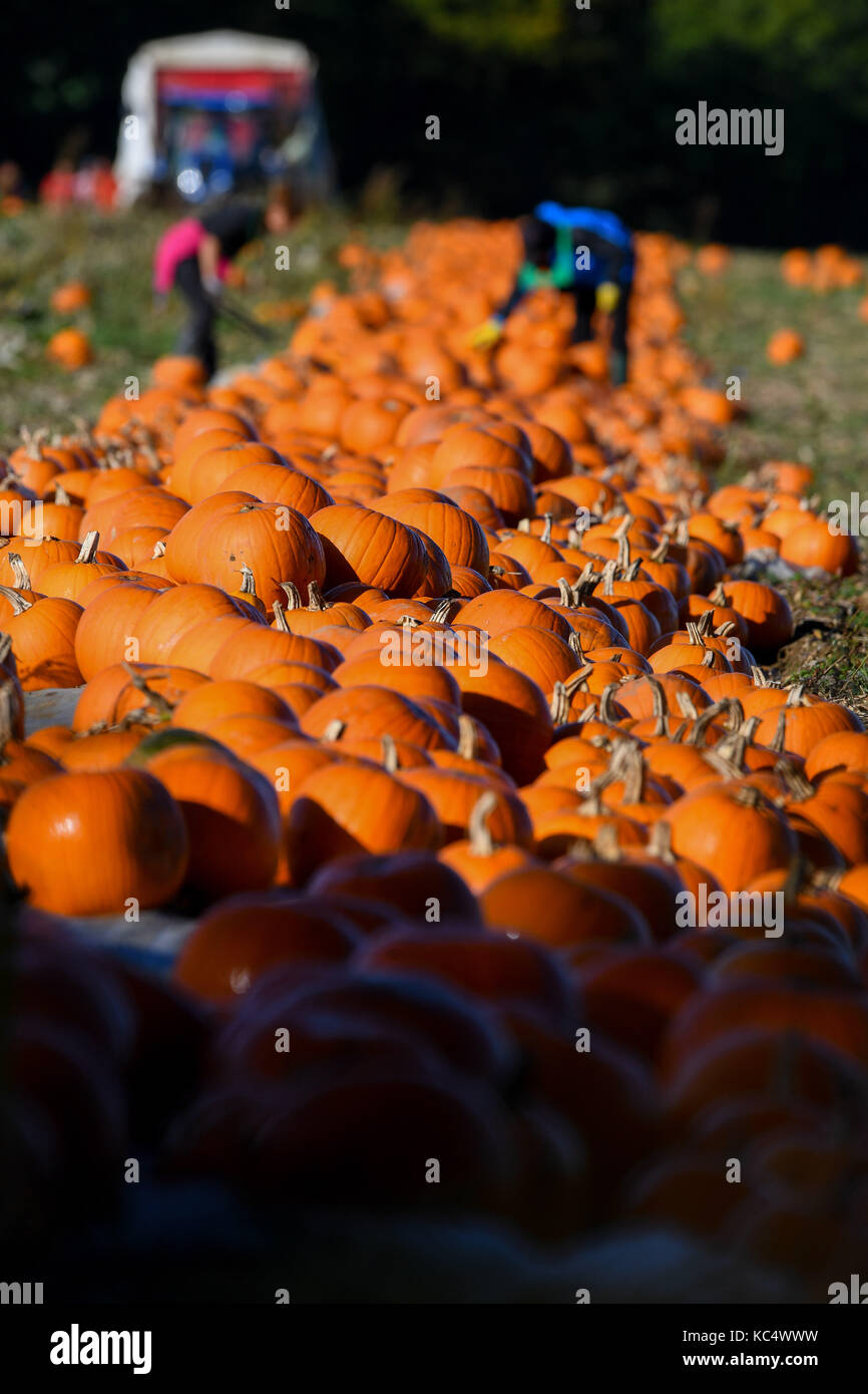 The Pumpkin Harvest Gets Underway In Romsey Hampshire Pumpkin Pickers Take Advantage Of The Break In The Weather As The The Pumpkin Harvest Gets Underway In Romsey Hampshire Pumpkin Pickers Take Advantage Of The Break In The Weather As The