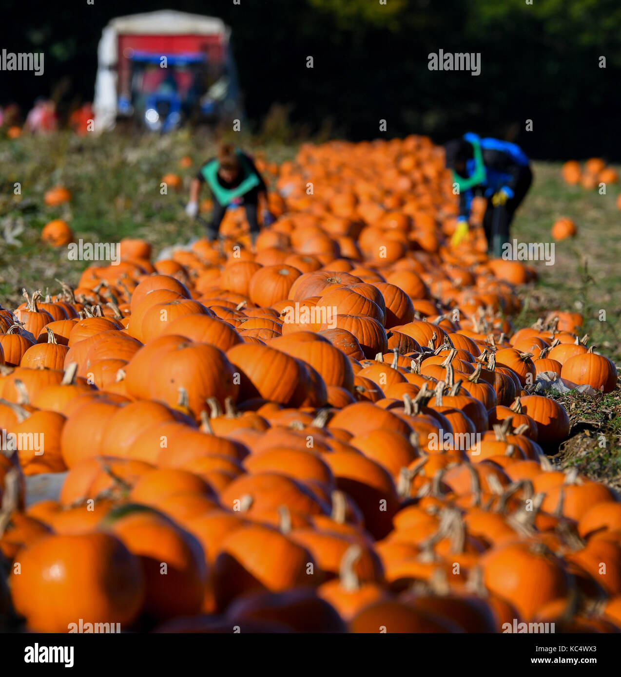The Pumpkin Harvest Gets Underway In Romsey Hampshire Pumpkin Pickers Take Advantage Of The Break In The Weather As The The Pumpkin Harvest Gets Underway In Romsey Hampshire Pumpkin Pickers Take Advantage Of The Break In The Weather As The