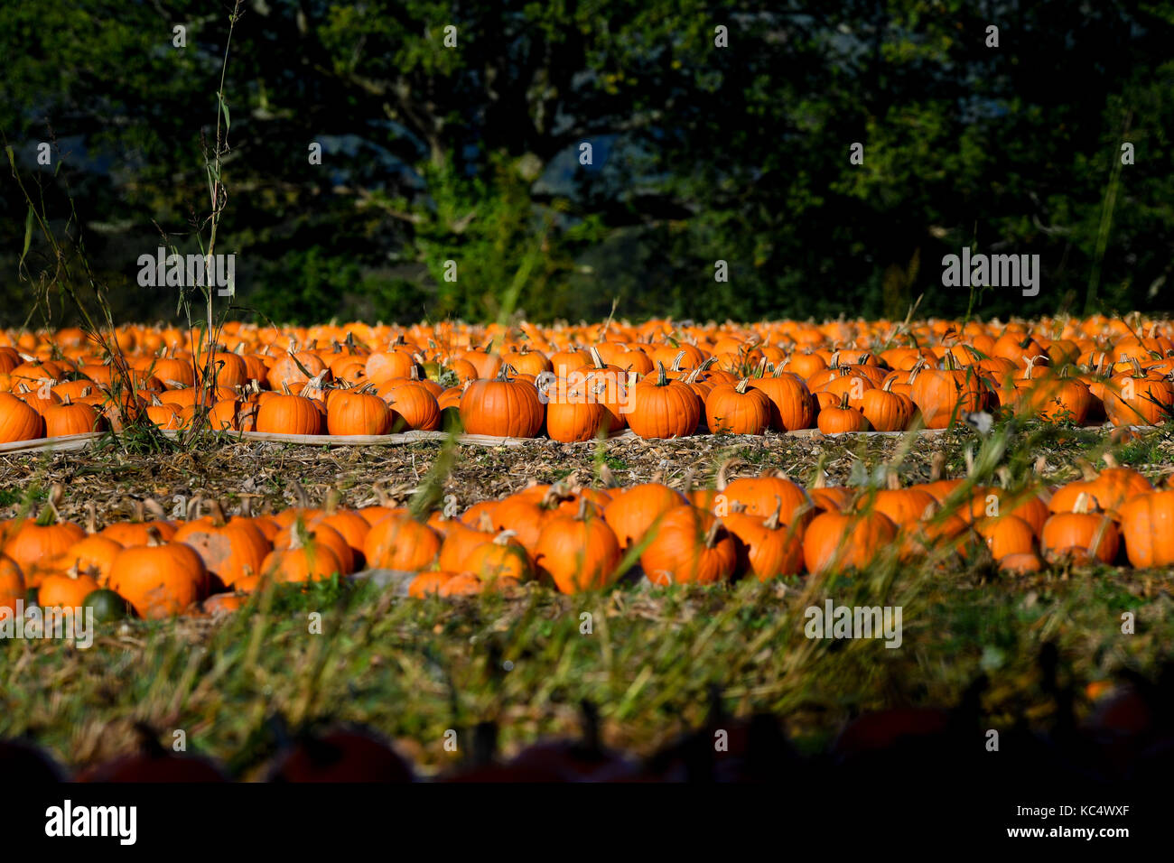The Pumpkin Harvest Gets Underway In Romsey Hampshire Pumpkin Pickers Take Advantage Of The Break In The Weather As The The Pumpkin Harvest Gets Underway In Romsey Hampshire Pumpkin Pickers Take Advantage Of The Break In The Weather As The