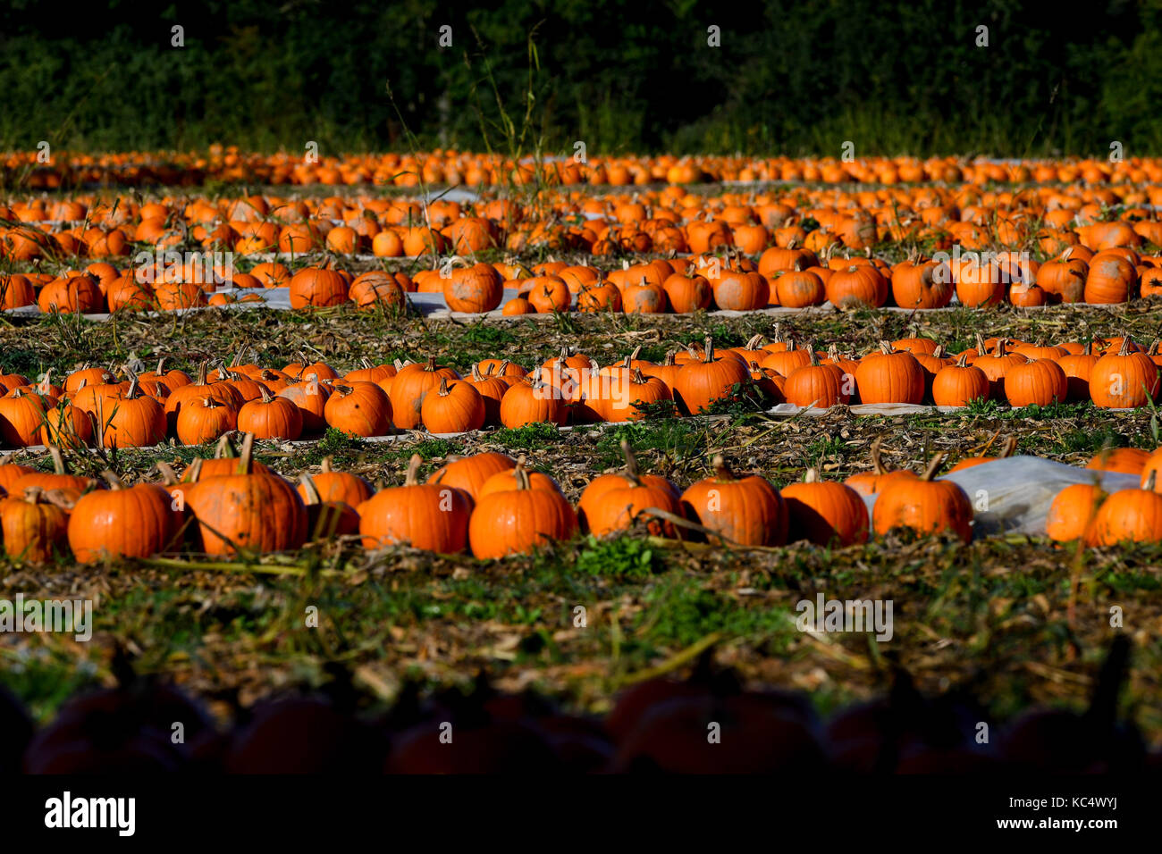 The Pumpkin Harvest Gets Underway In Romsey Hampshire Pumpkin Pickers Take Advantage Of The Break In The Weather As The The Pumpkin Harvest Gets Underway In Romsey Hampshire Pumpkin Pickers Take Advantage Of The Break In The Weather As The