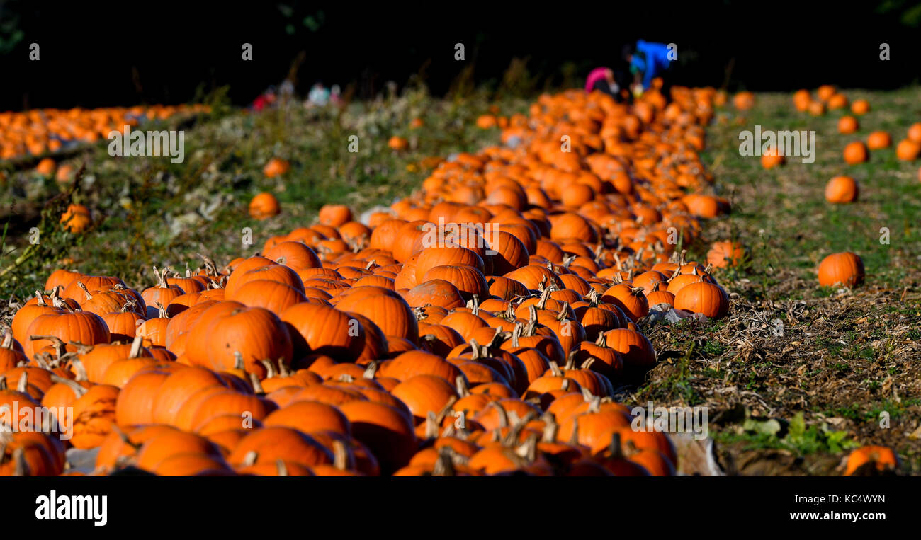The Pumpkin Harvest Gets Underway In Romsey Hampshire Pumpkin Pickers Take Advantage Of The Break In The Weather As The The Pumpkin Harvest Gets Underway In Romsey Hampshire Pumpkin Pickers Take Advantage Of The Break In The Weather As The