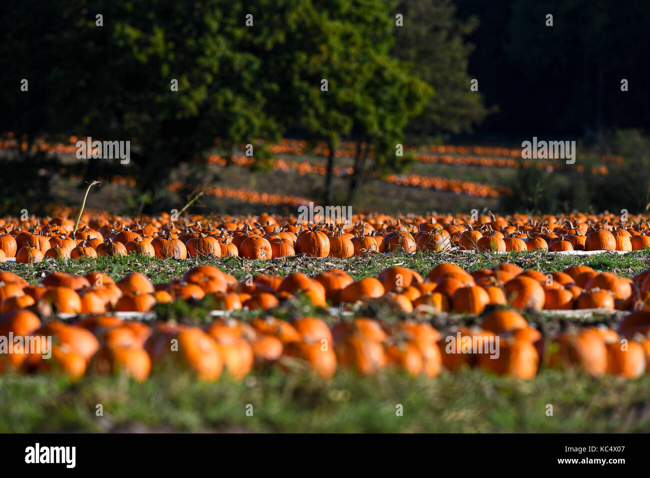 The Pumpkin Harvest Gets Underway In Romsey Hampshire Pumpkin Pickers Take Advantage Of The Break In The Weather As The The Pumpkin Harvest Gets Underway In Romsey Hampshire Pumpkin Pickers Take Advantage Of The Break In The Weather As The