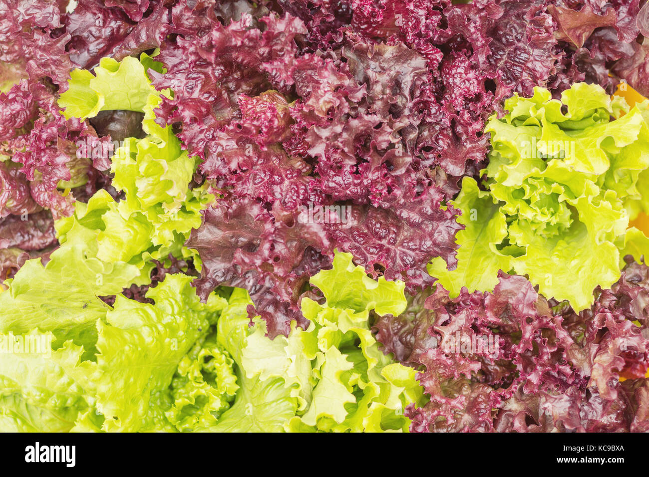 Green Coral Lettuce Stock Photos &amp; Green Coral Lettuce ...