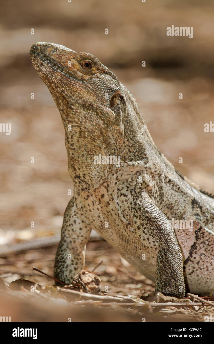 Black Spiny Tailed Iguana Hi Res Stock Photography And Images Alamy