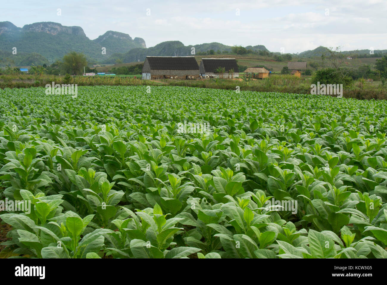 Tobacco Fields Vinales Cuba Tobacco Fields Vinales Cuba