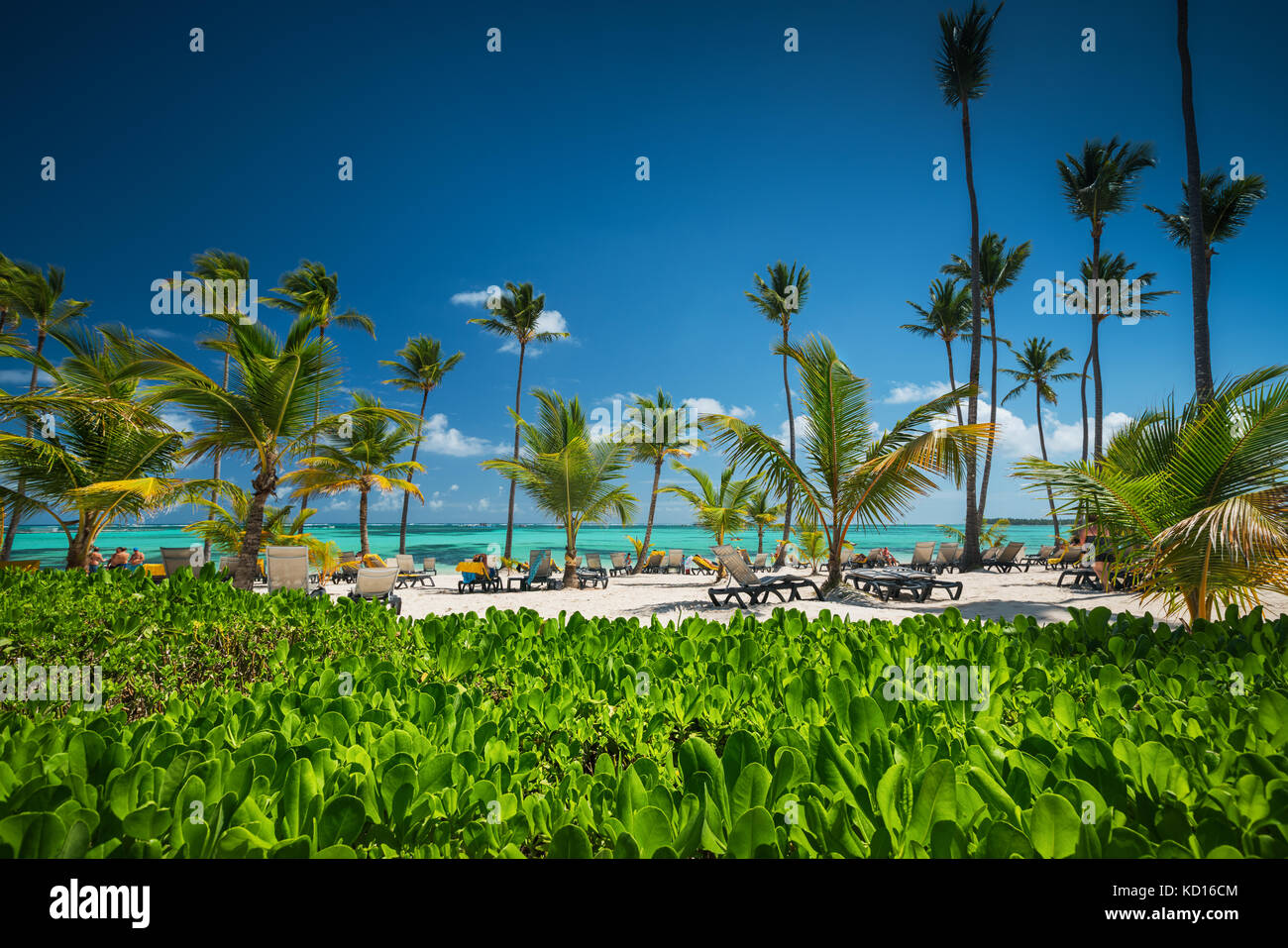 Palm Tree On The Tropical Beach Hi Res Stock Photography And Images Alamy