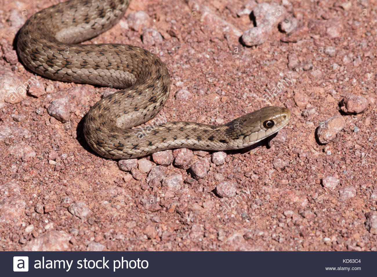 terrestrial-gartersnake-thamnophis-elegans-in-road-arizona-KD63C4.jpg
