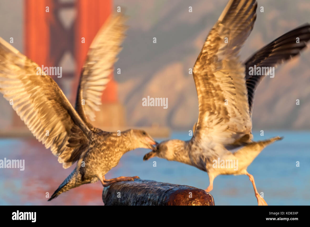 Two juvenile western gulls (Larus occidentalis)  are fighting for a perching spot, San Francisco, California. Stock Photo