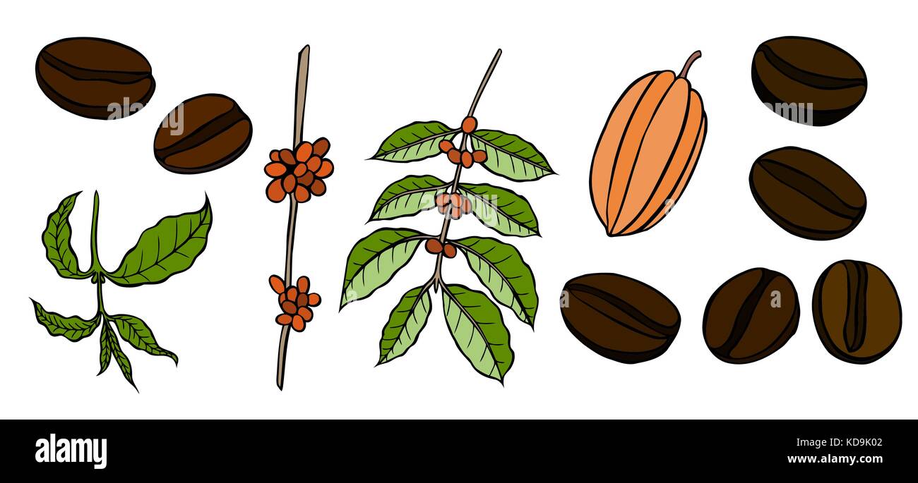 Bean Seed Cross Section Stock Photos & Bean Seed Cross Section Stock