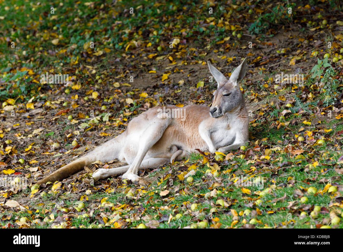 Red Kangaroo Megaleia Rufa One Of The Biggest Kangaroo With Small Baby Hidden In Bag Red Kangaroo Megaleia Rufa One Of The Biggest Kangaroo With Small Baby Hidden In Bag