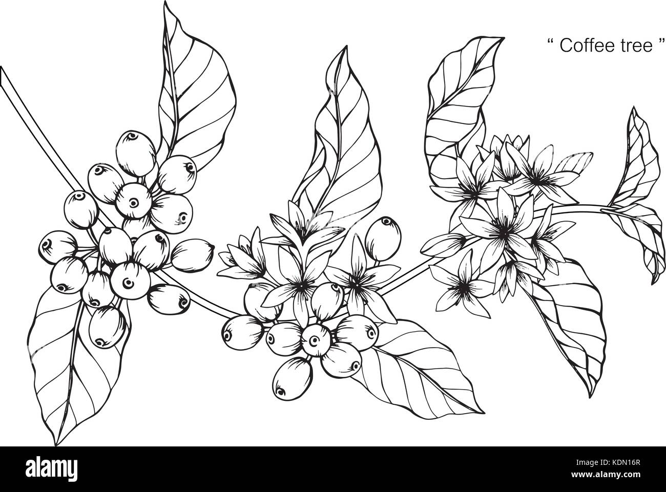 Coffee Tree Drawing Illustration Black And White With Line Art Coffee Tree Drawing Illustration Black And White With Line Art
