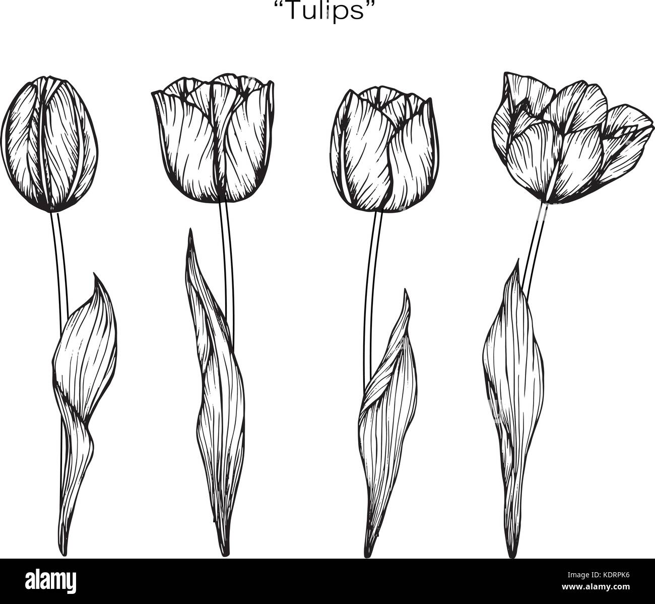 Tulip Flower Drawing Illustration Black And White With Line Art Stock