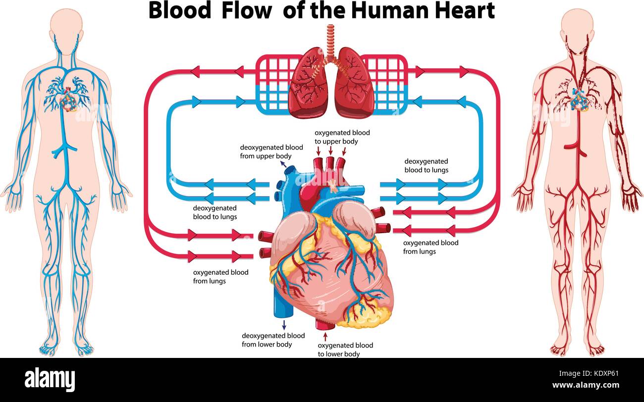 Diagram showing blood flow of the human heart illustration ...