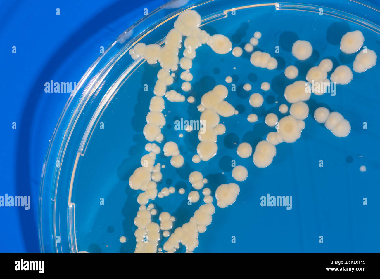 Pile Petri Dish With Growing Cultures Of Microorganisms In Doctor Hand