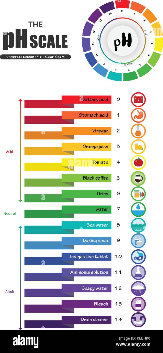 The Ph Scale Universal Indicator Ph Color Chart Diagram Acidic Stock Vector Art And Illustration