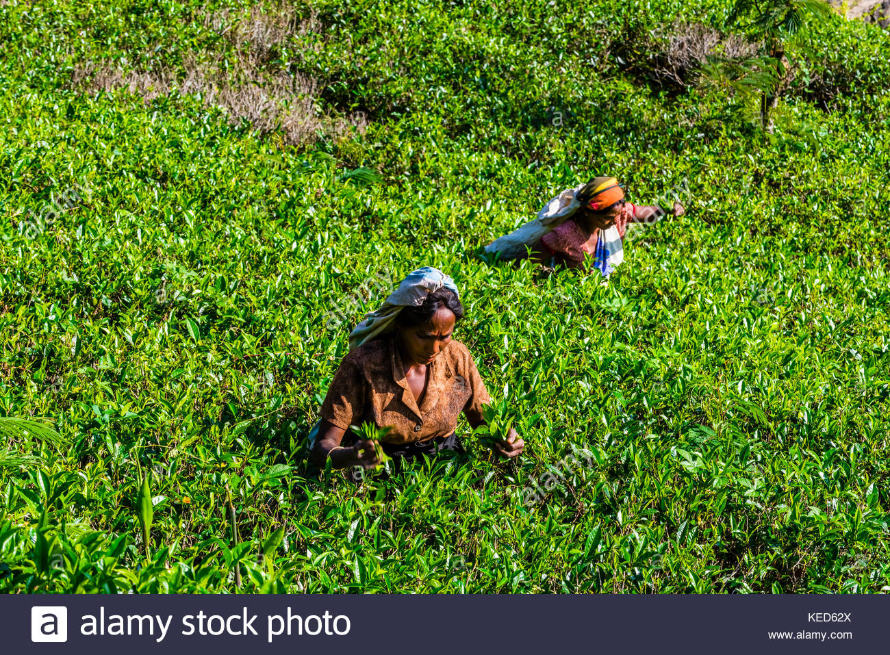 nuwara eliya women Nuwara eliya, the tea capital of the heart of british ceylon – nuwara eliya women and locals were only allowed in 1967 today it is a hotel with 39 rooms. nuwara eliya women Nuwara eliya, the tea capital of the heart of british ceylon – nuwara eliya women and locals were only allowed in 1967 today it is a hotel with 39 rooms.