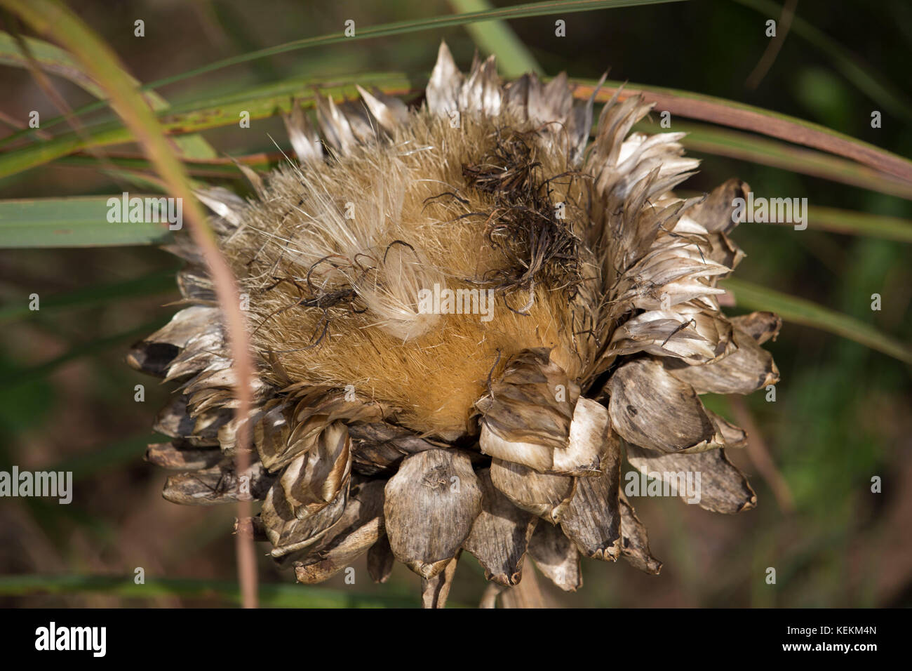 Seed Heads Of Globe Artichoke Cynara Cardunculus Var Scolymus A