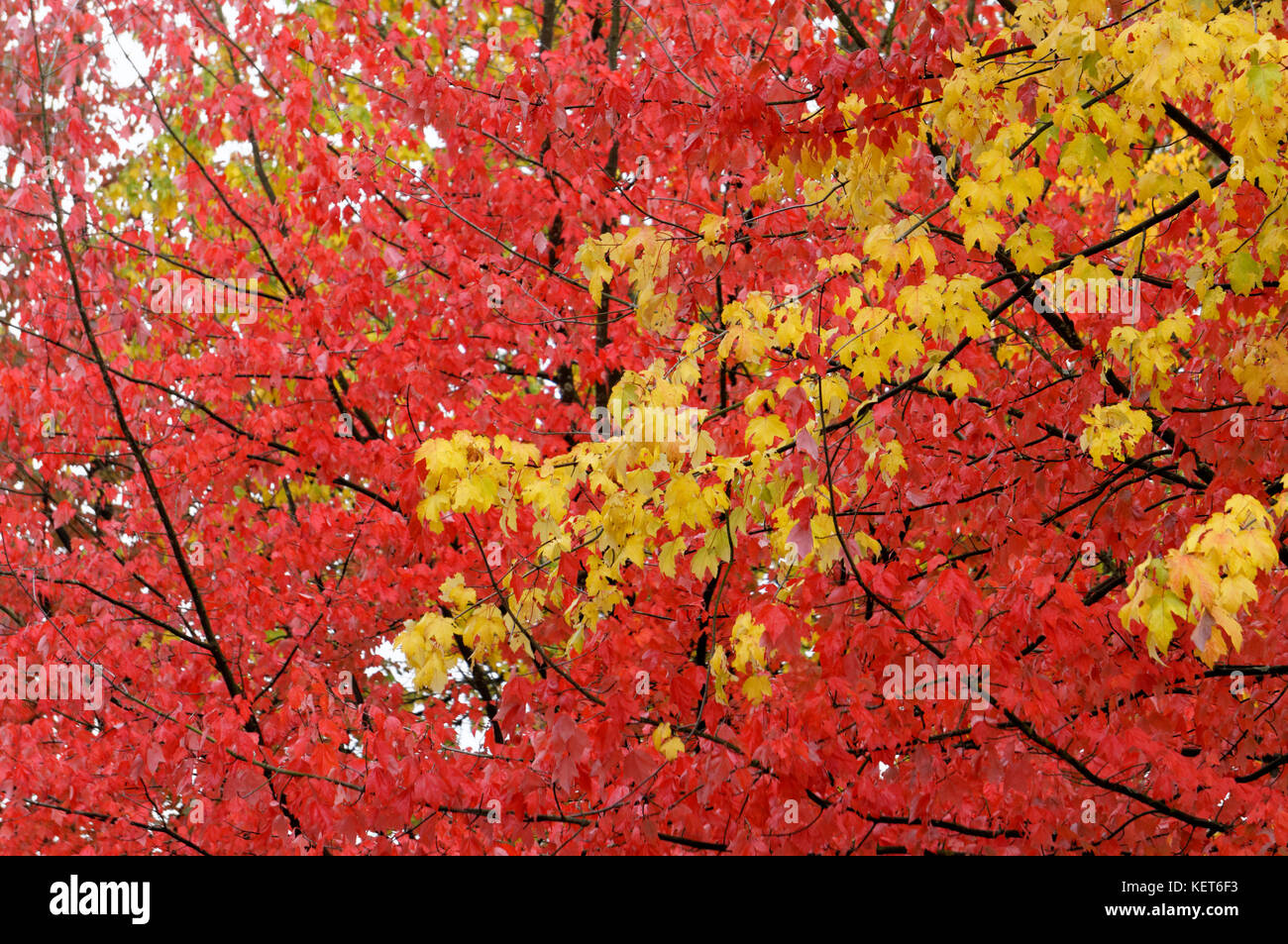red-and-yellow-fall-foliage-of-maple-tre