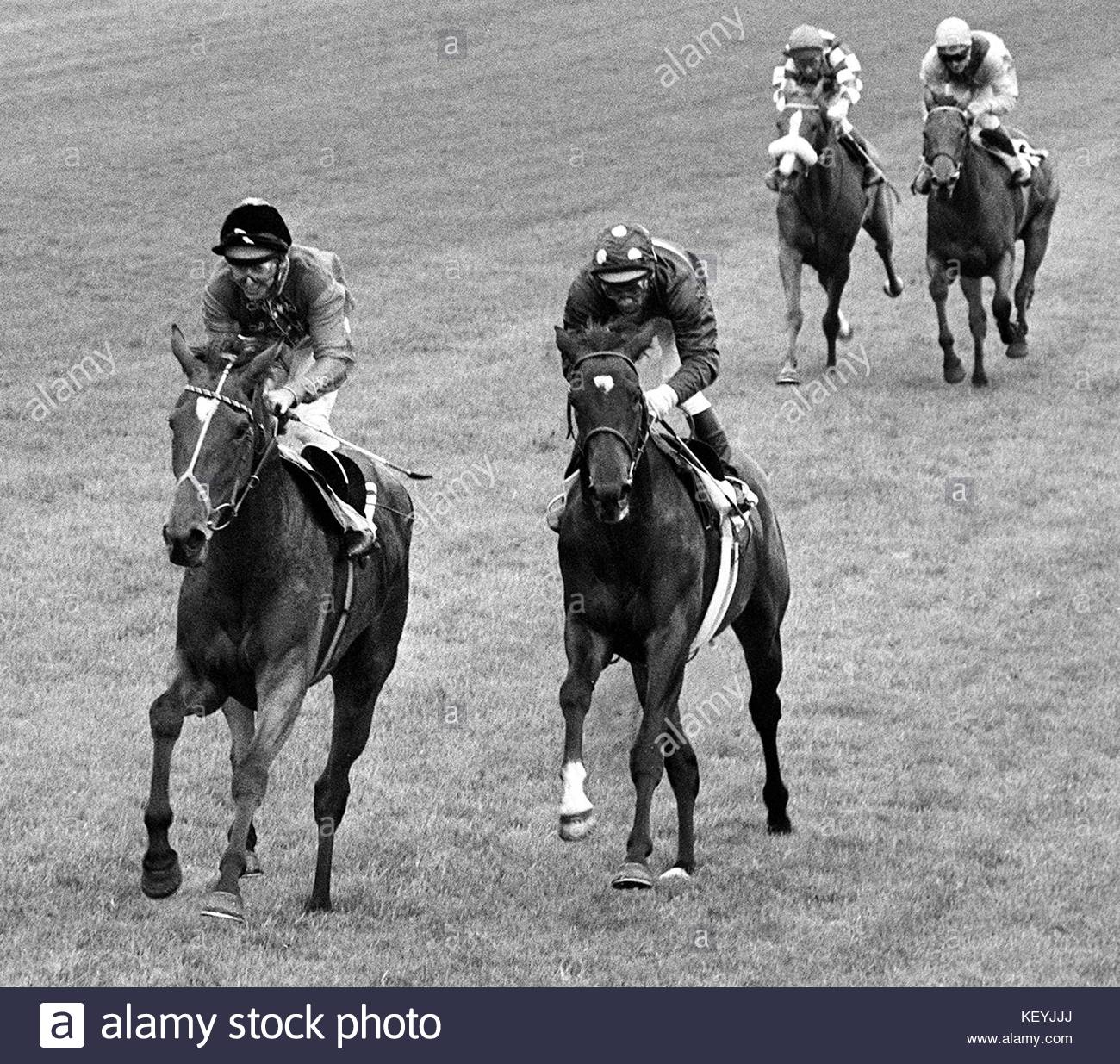 Pin By Alan Longobucco On Domino Line Horses Filly Animals