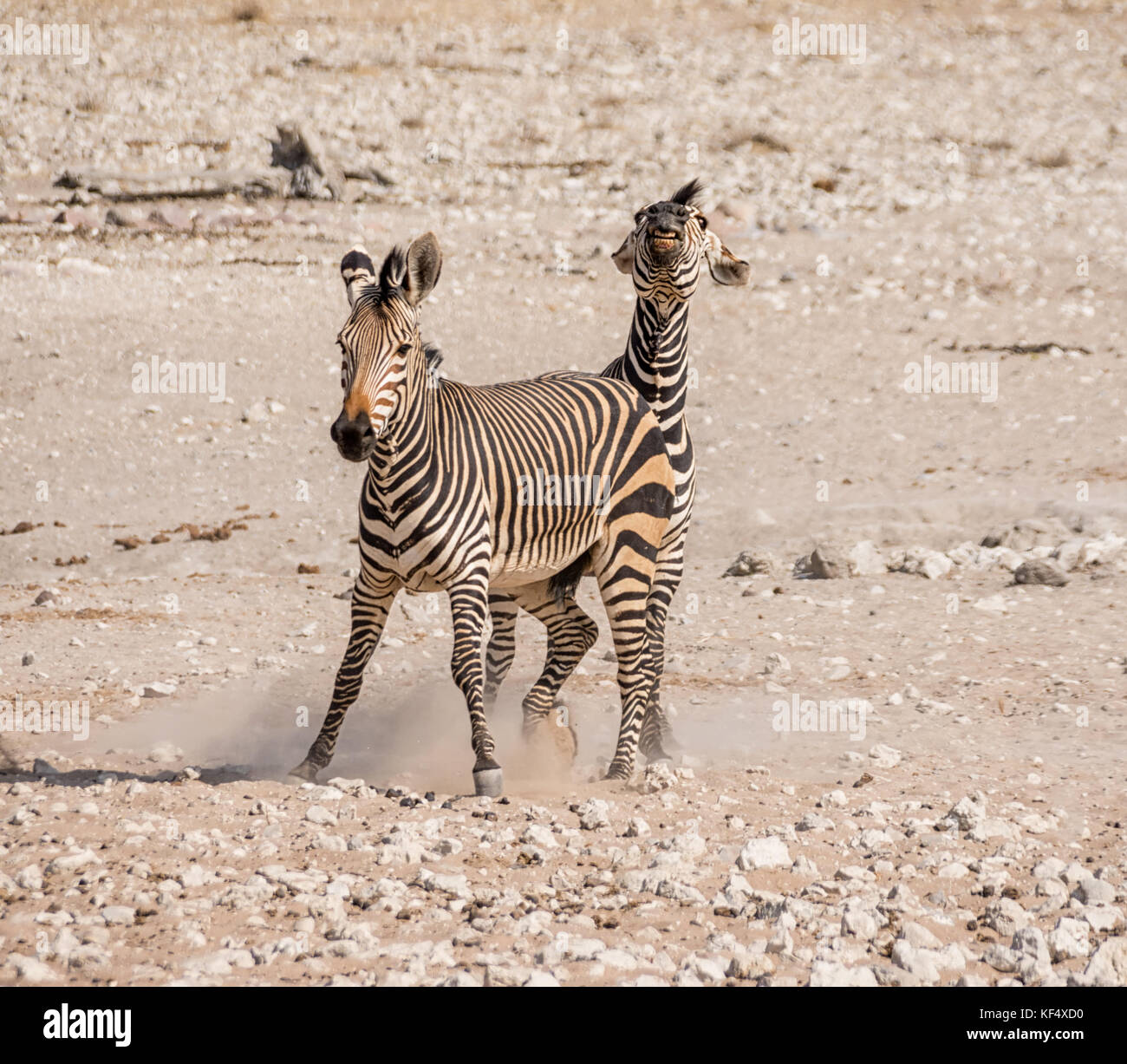 Zebra Stallions Fighting In The Namibian Savanna Stock Photo Alamy