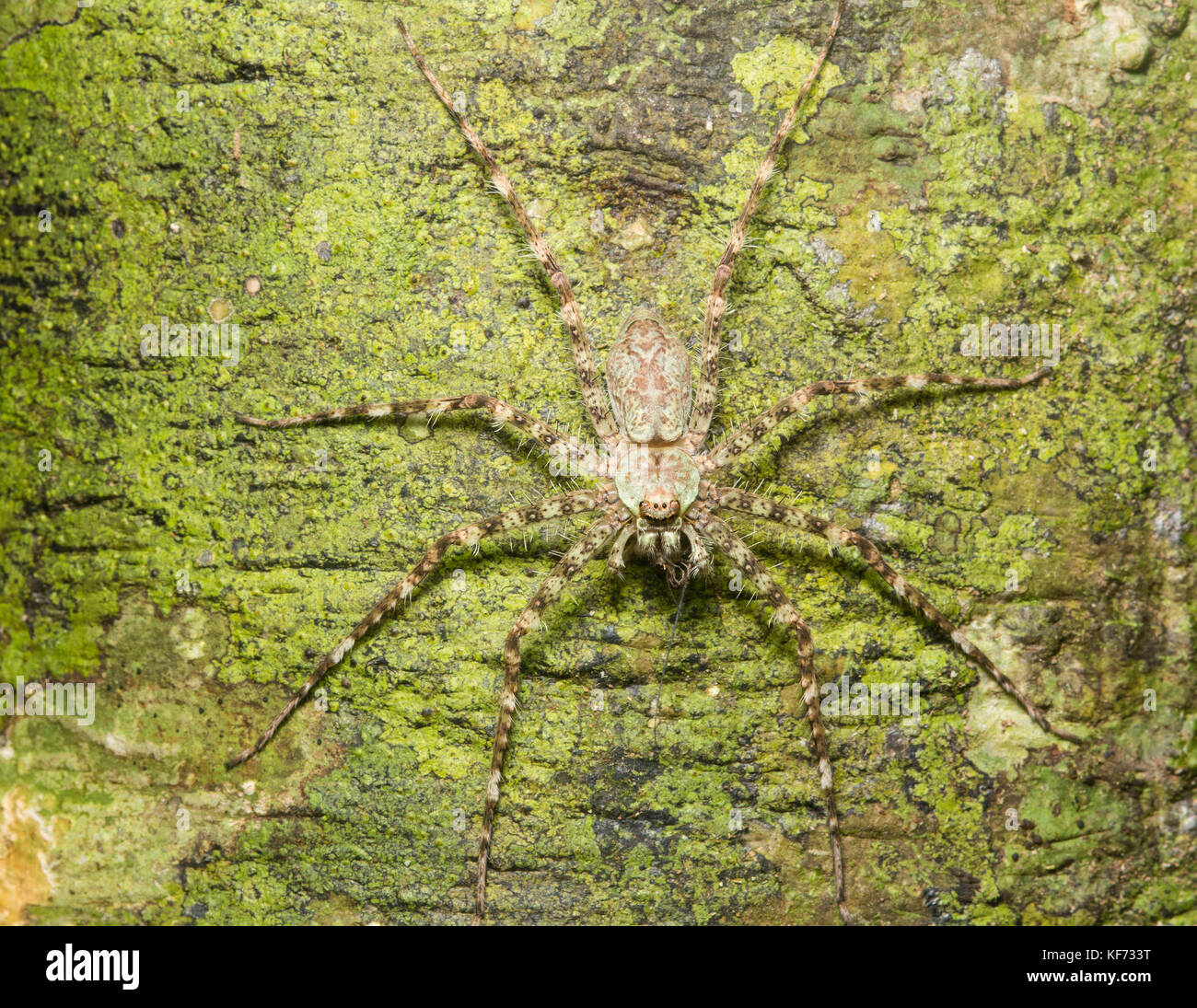 Spider On Tree Stock Photos Spider On Tree Stock Images spider on tree stock photos spider on tree stock images
