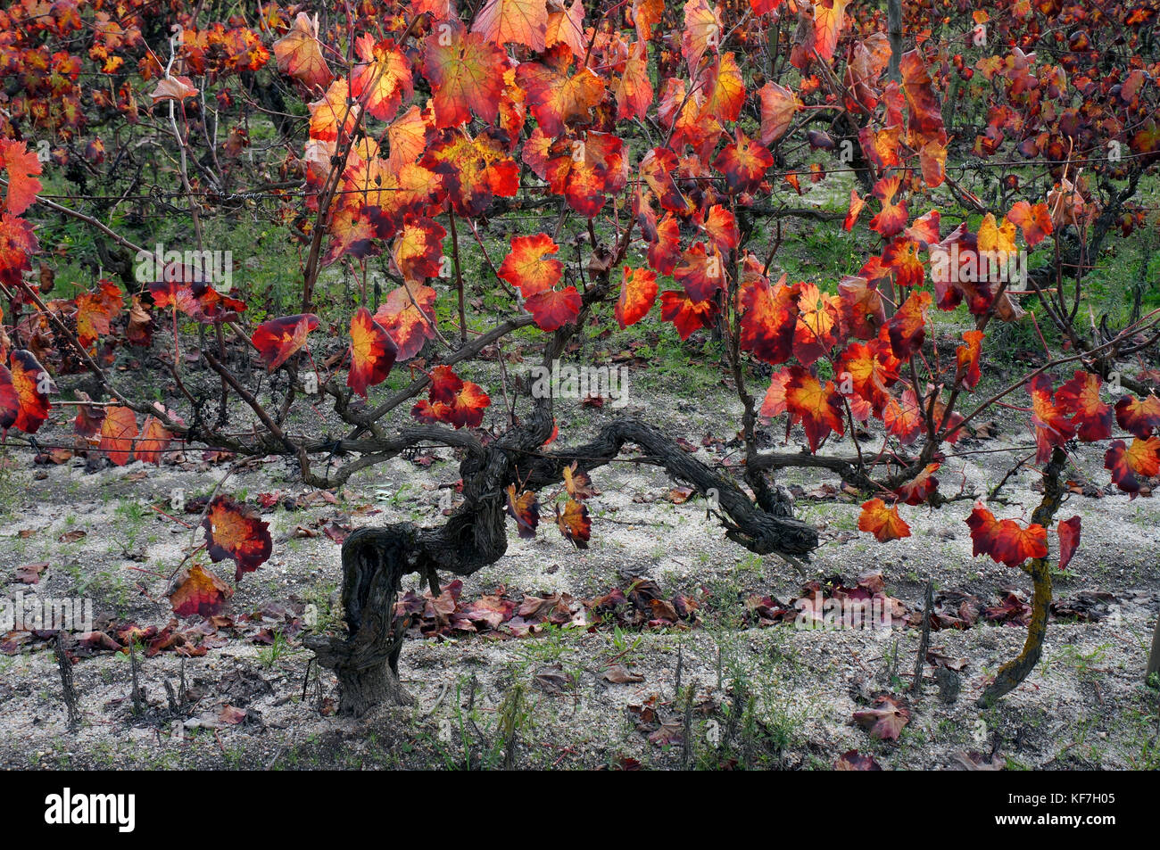 autumn time vines with leaves in shades of yellow red and orange